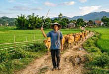 A cattle herder walking his herd along a dirt road between green rice fields at golden hour